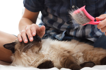 Caring for cat fur. Hand combing by comb fluffy cat.