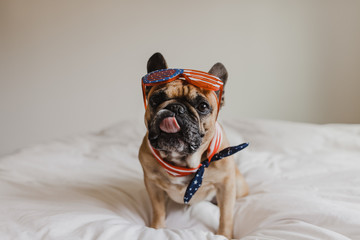 French Bulldog Dressed Up in Flag Apparel for Fourth of July