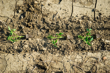 Young tomato plants in the field