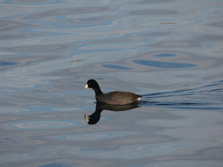 Duck and it's reflection