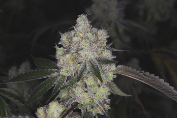 Beautiful shot of marijuana cannabis plant indoor