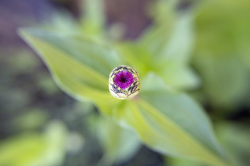 Zinnia, Zinnias, flowers, spring, flowers bloom, bloom, macro