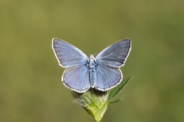 Lycaenidae / Çokgözlü Amanda / Amanda blue / Polyommatus amandus	