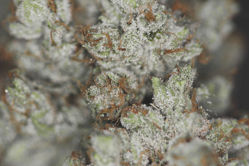 Marco close up shot of marijuana flower buds