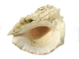 Obraz na płótnie Canvas Photo of sea shells.