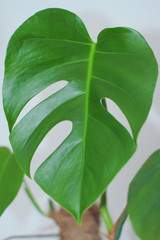 Feuille de philodendron 