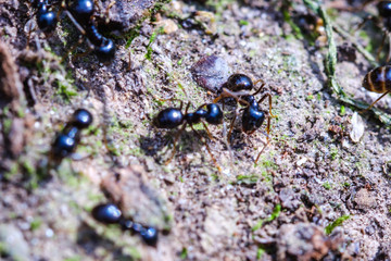 Big ants inside the nest, ant workers in colony, macro close-up