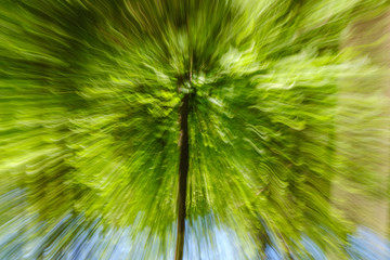 Abstract image of tree in countryside. Created by zooming out while closing shutter. Zoom speed blured motion.
