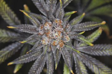 Naklejka na ściany i meble Top shot of marijuana cannabis weed plant