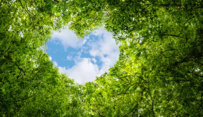 Foto op Canvas Groene bladeren achtergrond, blauwe lucht hart vorm wolk ecologie concept idee eco liefde symbool achtergrond abstract © bravissimos