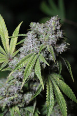 Top angle of marijuana cannabis flower