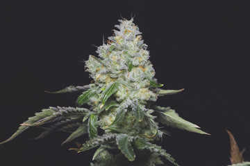 Front shot of marijuana cannabis plant 