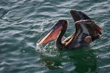 Oceanside Wild Life
