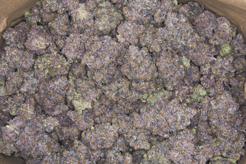 Close up shot of cured marijuana cannabis buds