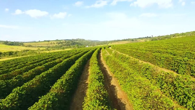 Aerial top view photo from flying drone of green fields in countryside or farm. Land with coffee plants