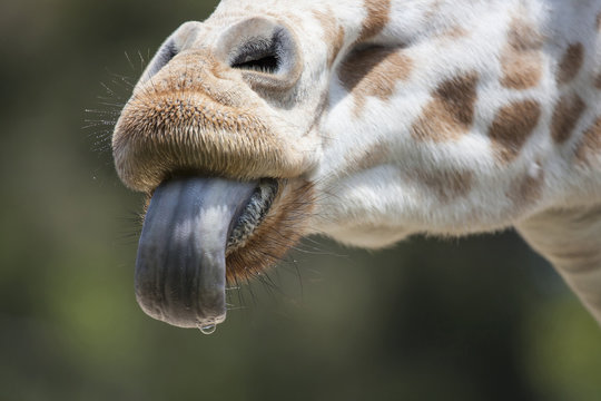 Thirsty Giraffe With Last Drop