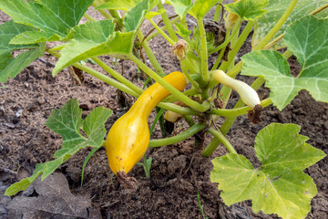 Yellow squash growing on vine.