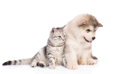 Alaskan malamute puppy  and cat looking away together. isolated on white background