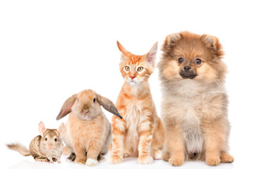 Group of pets sitting together, isolated on white background
