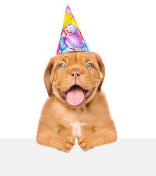 Happy puppy with birthday hat above white board. isolated on white background