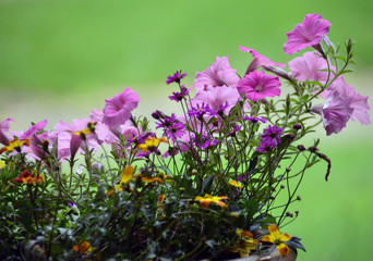 Fototapeta premium Delicate purple flowers in bloom