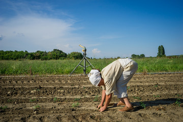 Woman farmer planting young tomatoes plants