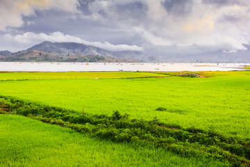 Fototapeta na wymiar stunning scenery with green rice fields and a lake with fishing boats in the background | Vietnam