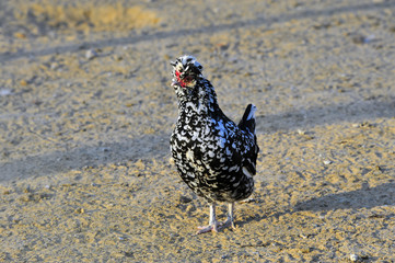 Chicken