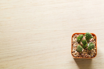 Top view of a Cactus on the wood