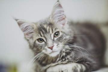 猫メインクーン