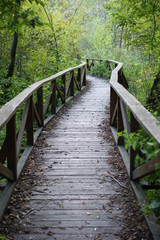 Old bridge in the summer forest