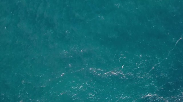 Massive flock of birds - Cook Island. Fingal Head, Tweed Coast, NSW, Australia
