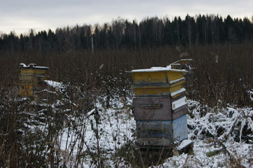 Winter hive