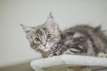 猫メインクーン