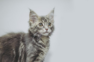 猫メインクーン