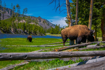 Close up of dangerous American Bison Buffalo grazing inside the forest in Yellowstone National Park