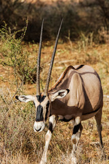 Beisa Oryx