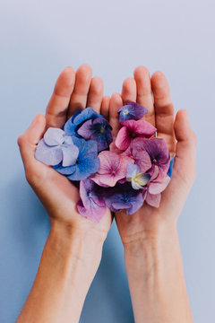 Woman's hands holding a scattering of hydrangea flowers and petals over a blue background