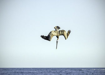 A Brown Pelican (Pelecanus occidentalis) dives in to the ocean for fish, Goleta, CA.