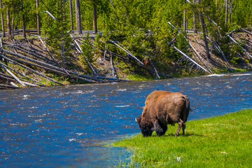 Beautiful outoor view of lonely buffalo grazing alongside a western river in Yellowstone National Park