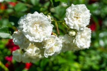 Rosengarten mit weißen Rosen