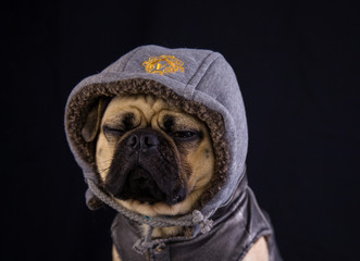 Sleepy pug wearing a hoody