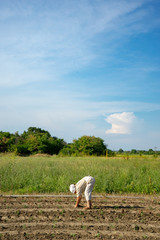 Fototapeta premium Woman farmer planting young tomatoes plants