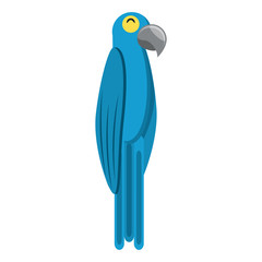 Macaw bird over white background, vector illustration
