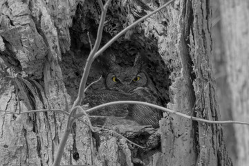 Owl in black and white