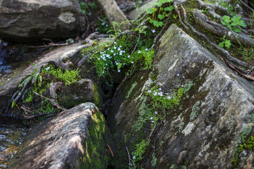 Small blue flowers and green moss on large stones