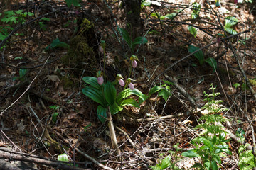 Flower of wild orchid Venerin slipper (Cypripedium macranthon) lady's slipper. Pink big flowers in the forest.