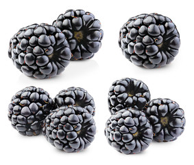 blackberry collection Isolated