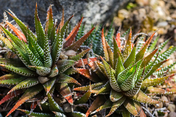 Succulent plants close up in the greenhouse