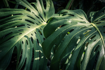Fototapeta na wymiar Beautiful green tropical leaves Monstera